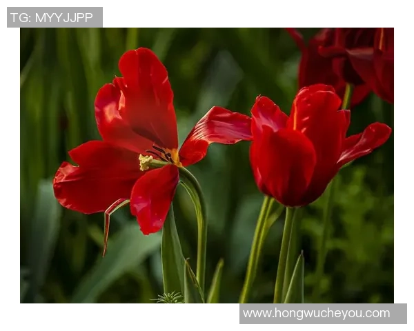 红黑大家庭祝福送给大卫：一份跨越时空的温馨告白
